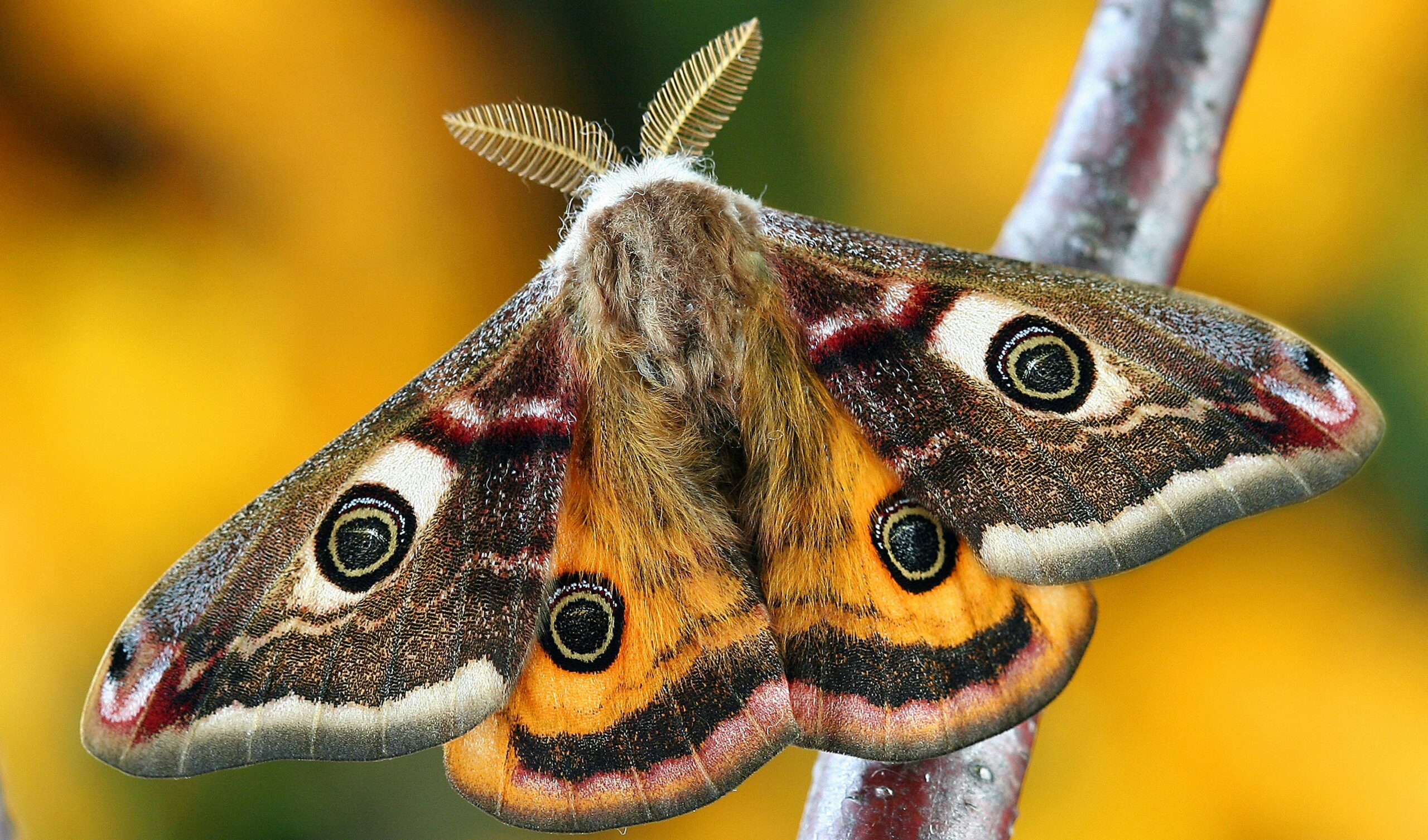 De mooiste vlinder ter wereld: een top 5 van bijzondere vlinders!