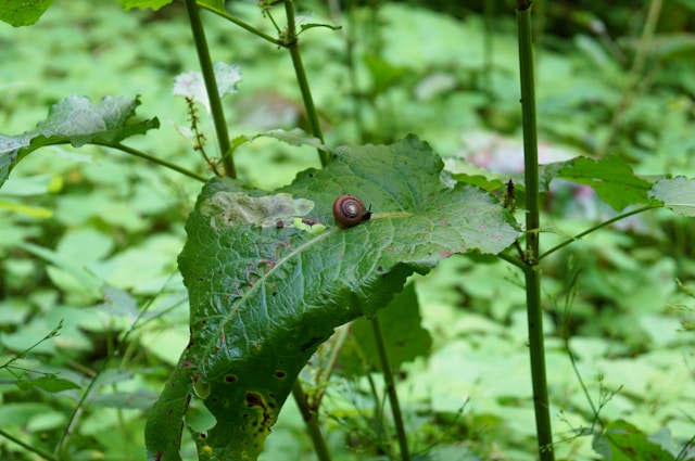 slak op blad